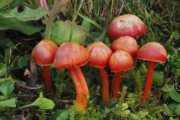 lúčnica šarlátová Hygrocybe coccinea (Schaeff.) P. Kumm.