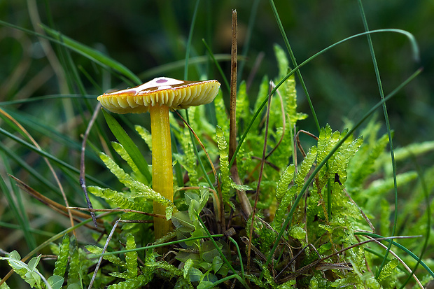 lúčnica kužeľovitá Hygrocybe conica (Schaeff.) P. Kumm.