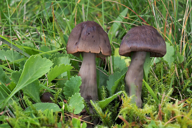 lúčnica ovčia Hygrocybe ovina (Bull.) Kühner