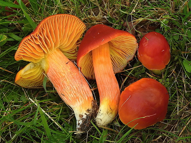 lúčnica granátovočervená Hygrocybe punicea (Fr.) P. Kumm.