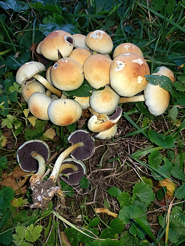 strapcovka maková Hypholoma capnoides (Fr.) P. Kumm.