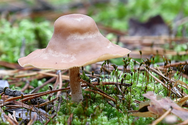 lakovka Laccaria sp.