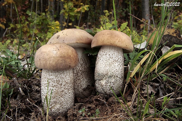 kozák brezový Leccinum scabrum (Bull.) Gray