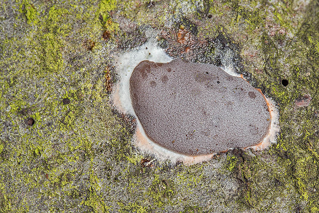 slizovka Myxomycetes