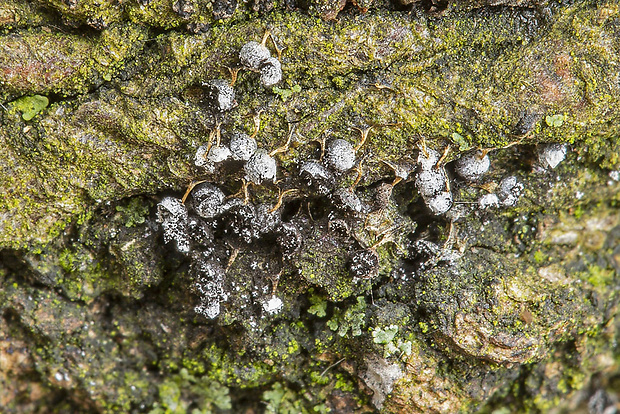 slizovka Myxomycetes