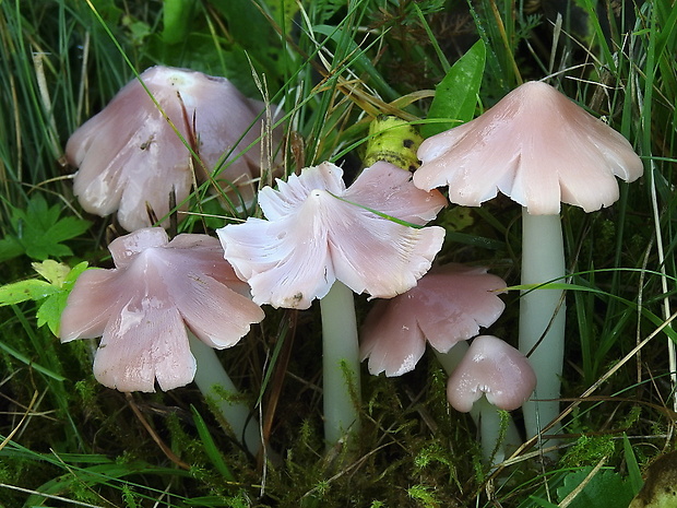 lúčnica ružovočervená Porpolomopsis calyptriformis (Berk.) Bresinsky