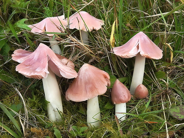 lúčnica ružovočervená Porpolomopsis calyptriformis (Berk.) Bresinsky