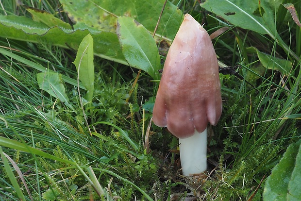 lúčnica ružovočervená Porpolomopsis calyptriformis (Berk.) Bresinsky