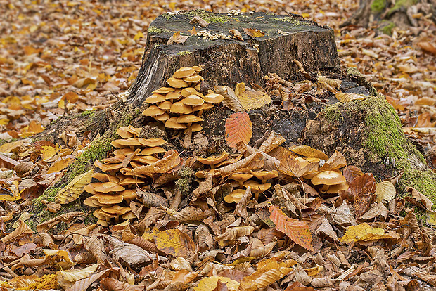 drobuľka vodomilná Psathyrella piluliformis (Bull.) P.D. Orton