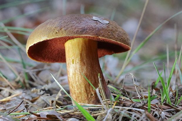 hríb zrnitohlúbikový Sutorius luridiformis (Rostk.) G. Wu & Zhu L. Yang