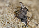 podosordaria