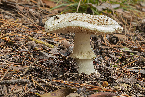 muchotrávka citrónovožltá Amanita citrina Pers.