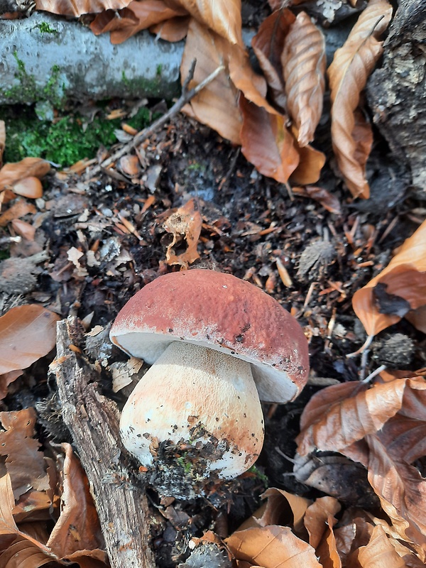 hríb sosnový Boletus pinophilus Pil. et Dermek in Pil.