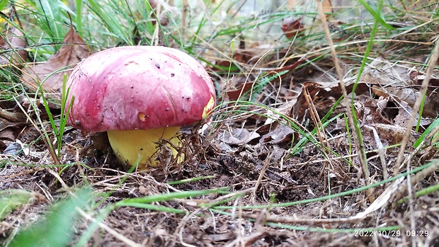 hríb kráľovský Butyriboletus regius (Krombh.) D. Arora & J.L. Frank