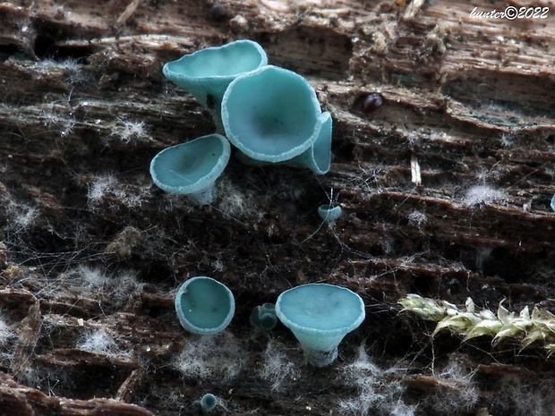 zelenica Chlorociboria sp.