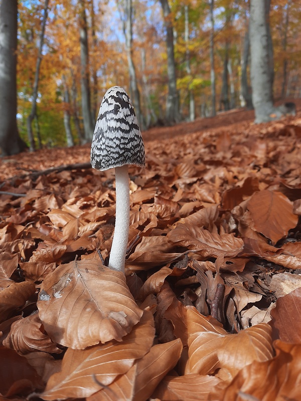 hnojník strakatý Coprinopsis picacea (Bull.) Redhead, Vilgalys & Moncalvo