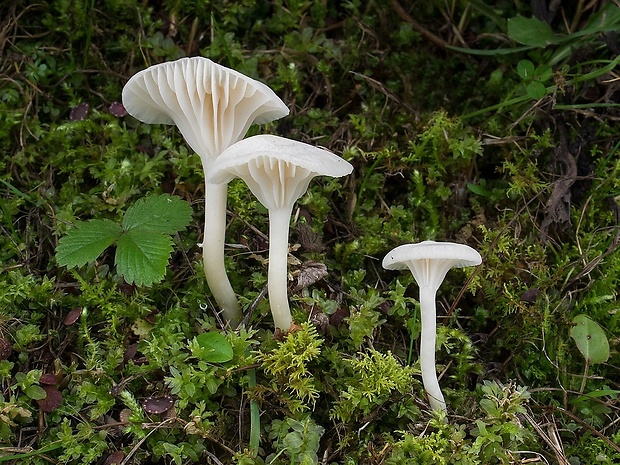 lúčnica snehobiela Cuphophyllus virgineus (Wulfen) Kovalenko