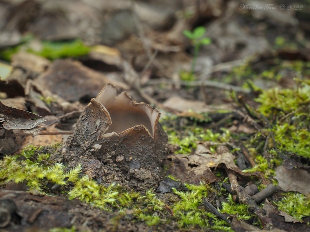 hrobnička Geopora sp.