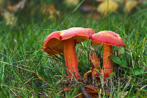 lúčnica granátovočervená Hygrocybe punicea (Fr.) P. Kumm.