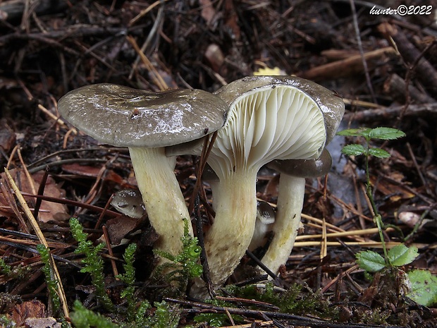 šťavnačka mrazová Hygrophorus hypothejus (Fr.) Fr.