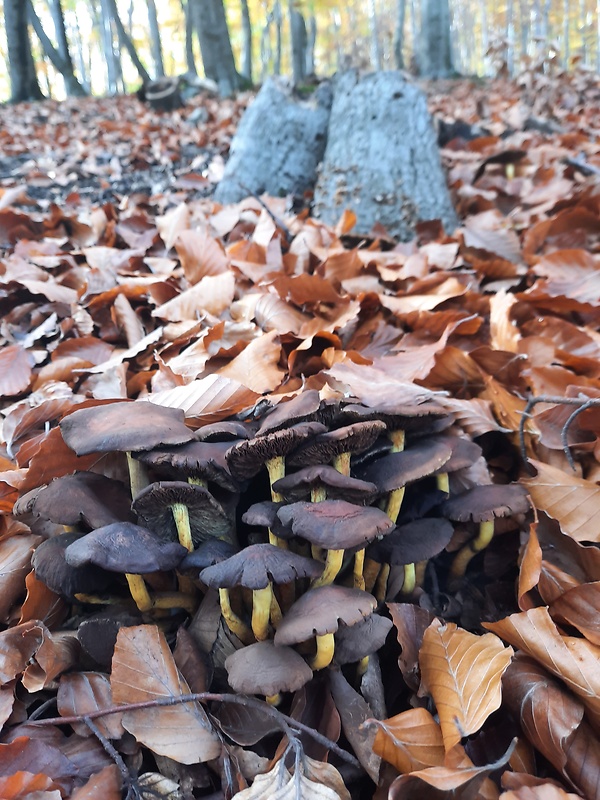 strapcovka zväzkovitá Hypholoma fasciculare (Huds.) P. Kumm.