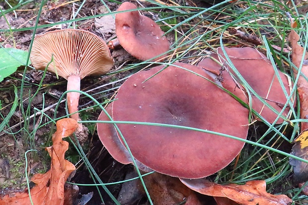 rýdzik hnedočervený Lactarius badiosanguineus Kühner & Romagn.