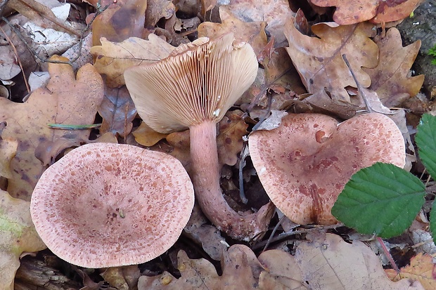 rýdzik dubový Lactarius quietus (Fr.) Fr.