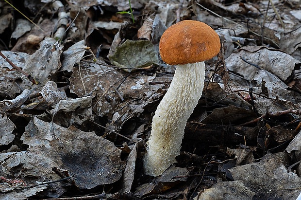 kozák osikový Leccinum albostipitatum den Bakker & Noordel.