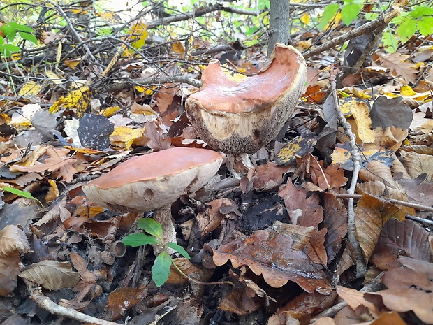 kozák dubový Leccinum aurantiacum (Bull.) Gray