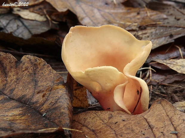 uško Otidea sp.