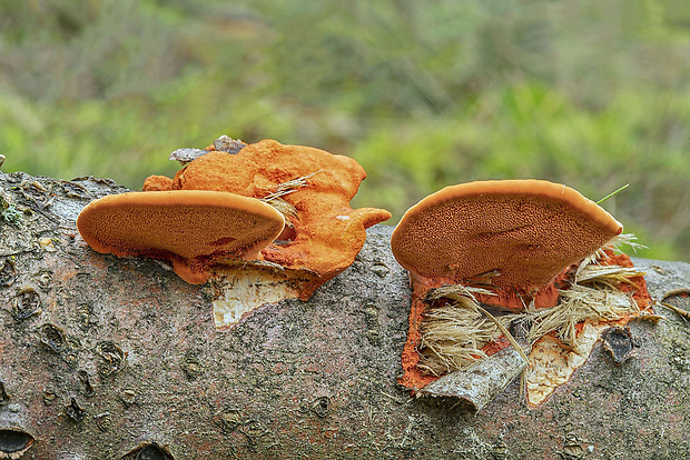 červenica rumelková Pycnoporus cinnabarinus (Jacq.) P. Karst.