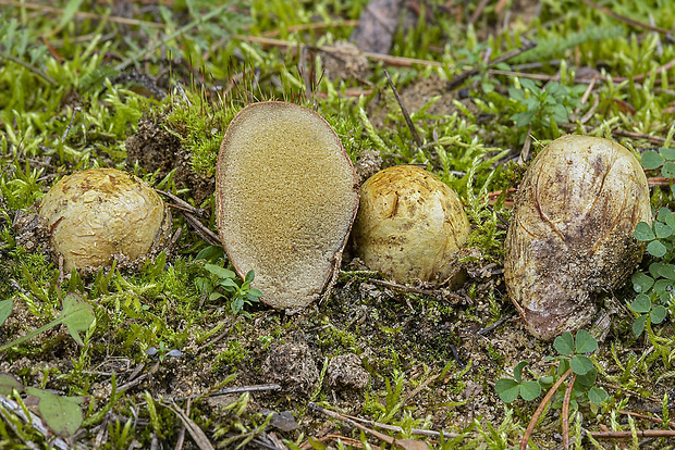 koreňovec žltkastý Rhizopogon luteolus Fr. & Nordholm