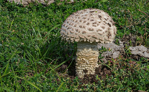 muchotrávka Vittadiniho Saproamanita vittadinii (Moretti) Redhead, Vizzini, Drehmel & Contu