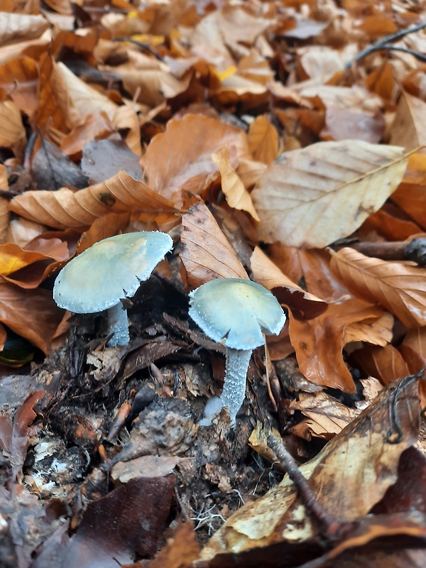 golierovka zelenkastá Stropharia aeruginosa (Curtis) Quél.