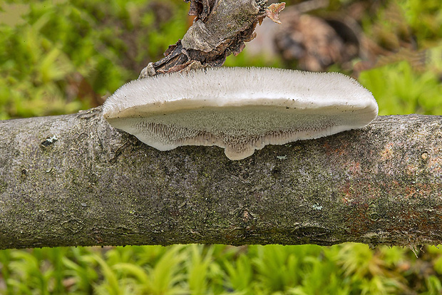 trúdnikovec chlpatý Trametes hirsuta (Wulfen) Lloyd