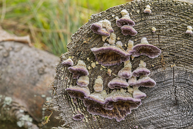 ryhovec želatinovitý Trichaptum biforme (Fr.) Ryvarden