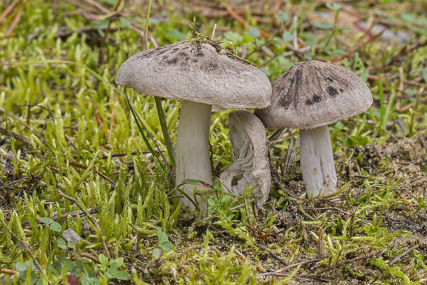 čírovka zemná Tricholoma terreum (Schaeff.) P. Kumm.