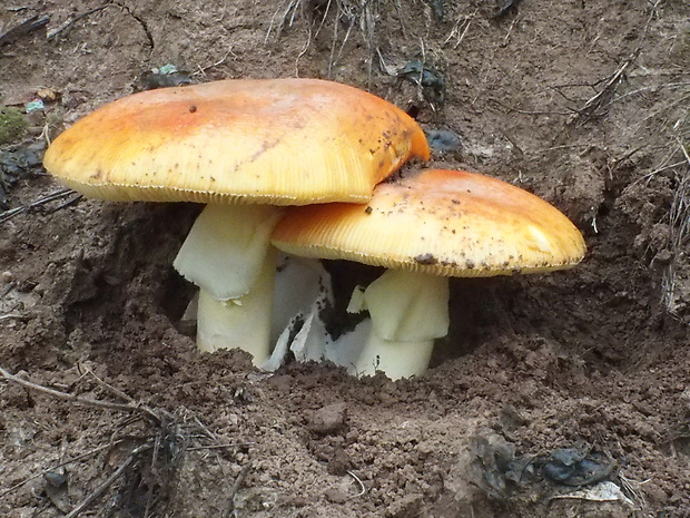 muchotrávka cisárska Amanita caesarea (Scop.) Pers.