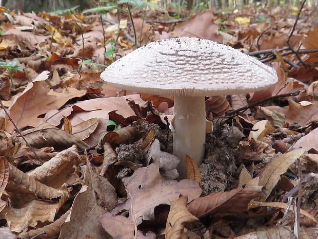 muchotrávka hrubá Amanita excelsa (Fr.) Bertill.