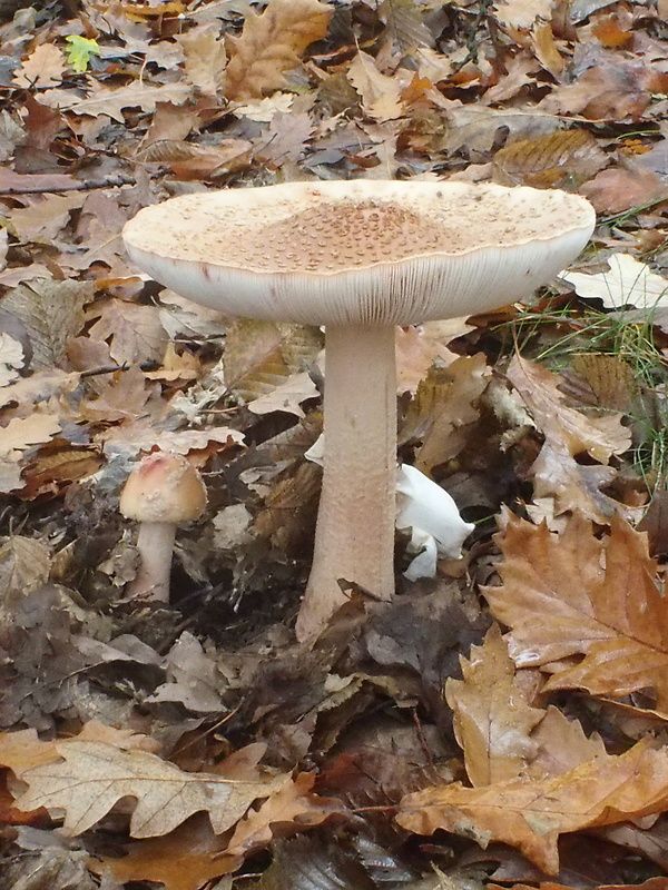 muchotrávka červenkastá Amanita rubescens Pers.