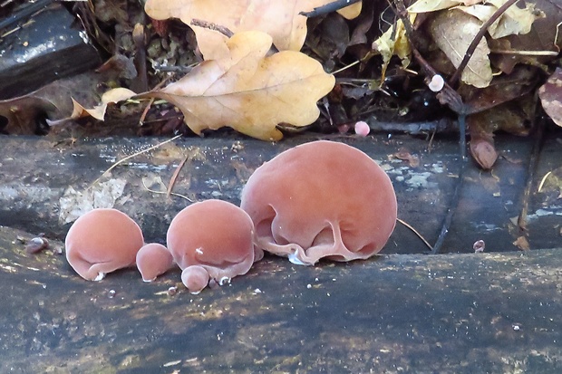 uchovec bazový Auricularia auricula-judae (Bull.) Quél.