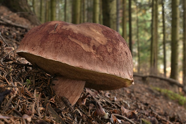 hríb sosnový Boletus pinophilus Pil. et Dermek in Pil.