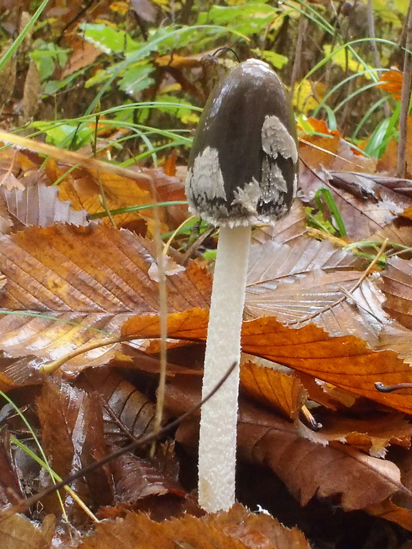 hnojník strakatý Coprinopsis picacea (Bull.) Redhead, Vilgalys & Moncalvo