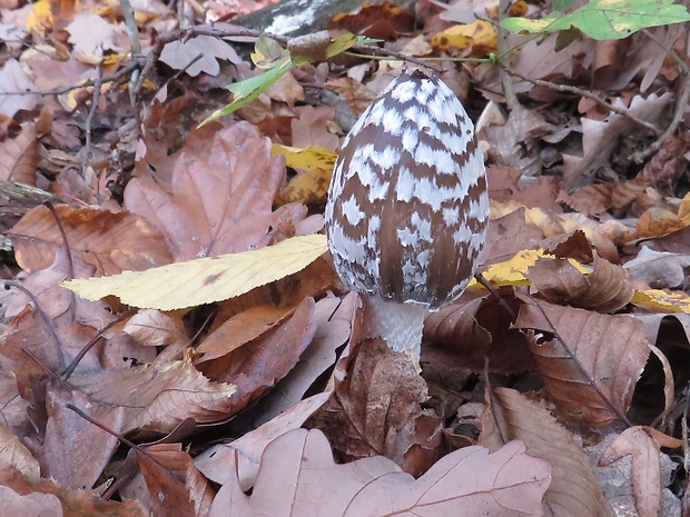 hnojník strakatý Coprinopsis picacea (Bull.) Redhead, Vilgalys & Moncalvo