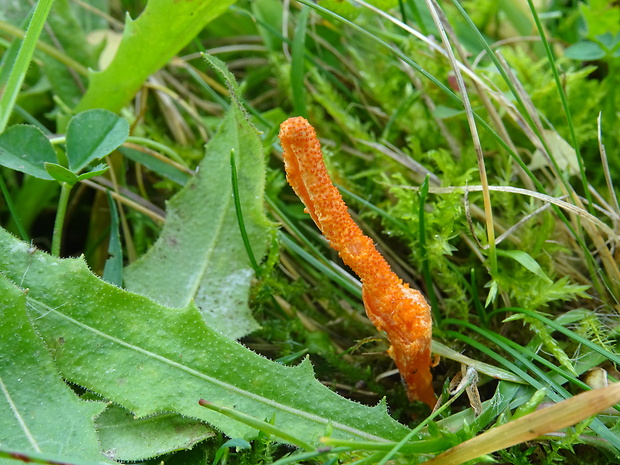 žezlovka hmyzová Cordyceps militaris (Fr.) Link