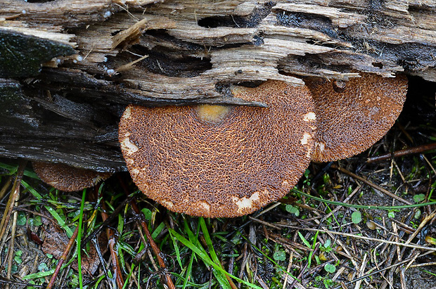 pahliva šafranová Crepidotus crocophyllus (Berk.) Sacc.