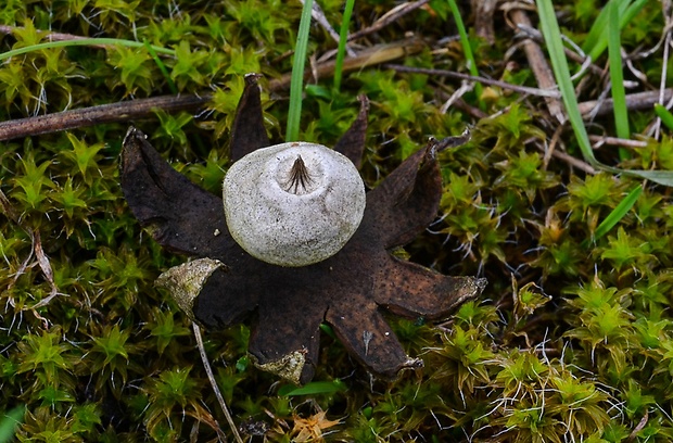 hviezdovka drsná Geastrum campestre Morgan