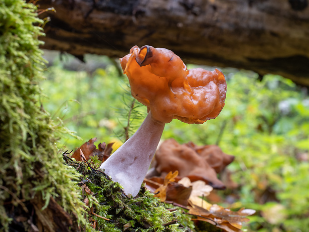 ušiak mitrovitý Gyromitra infula (Schaeff.) Quél.