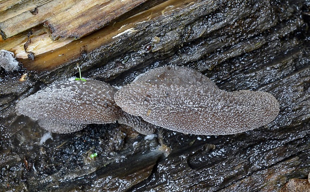 lastúrka plstnatá Hohenbuehelia mastrucata (Fr.) Singer