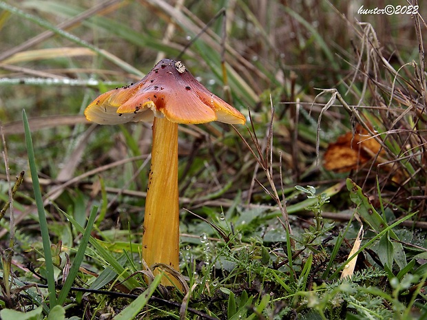 lúčnica kužeľovitá Hygrocybe conica (Schaeff.) P. Kumm.